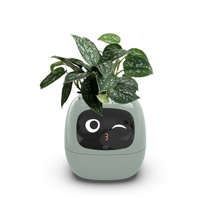 Smart Planter LEVARIA SmartPlant Mini Pot 
